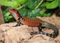 파충류 꼬리 자절 후 응급처치와 사육장 위생 관리 가이드