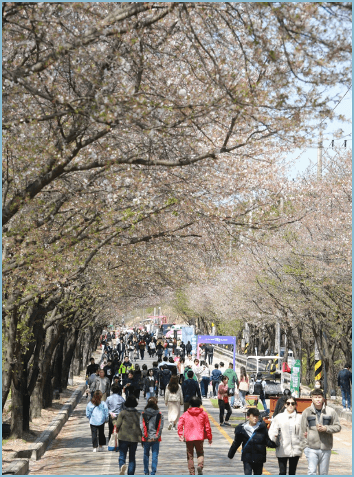 봄나들이-여주-벚꽃축제