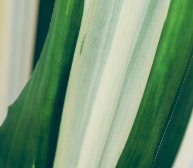 대파 효능과 부작용 고르는법