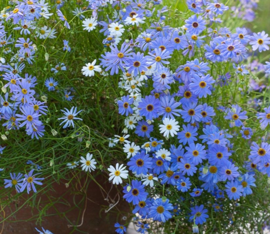 가을에 피는 꽃 종류 구절초