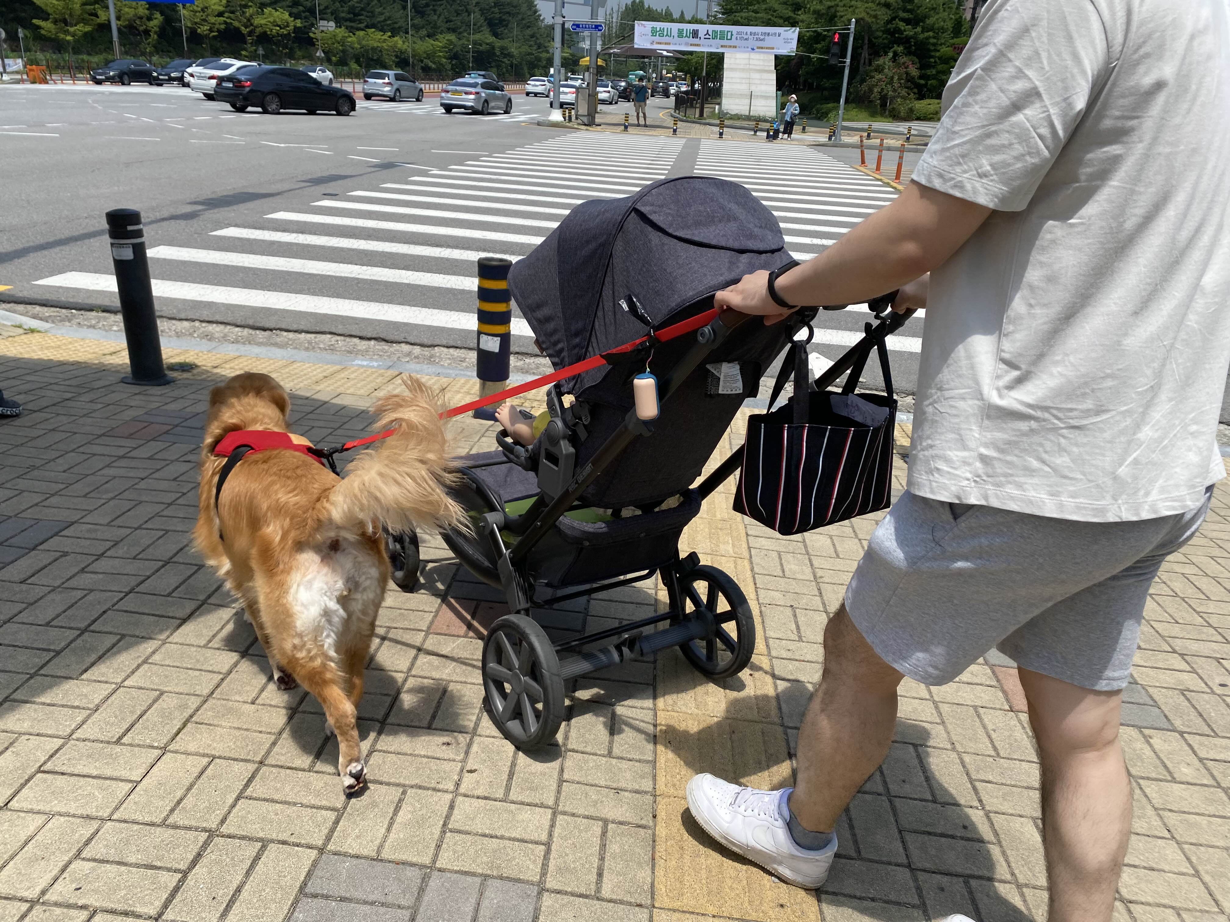 아기와 대형견 산책하기