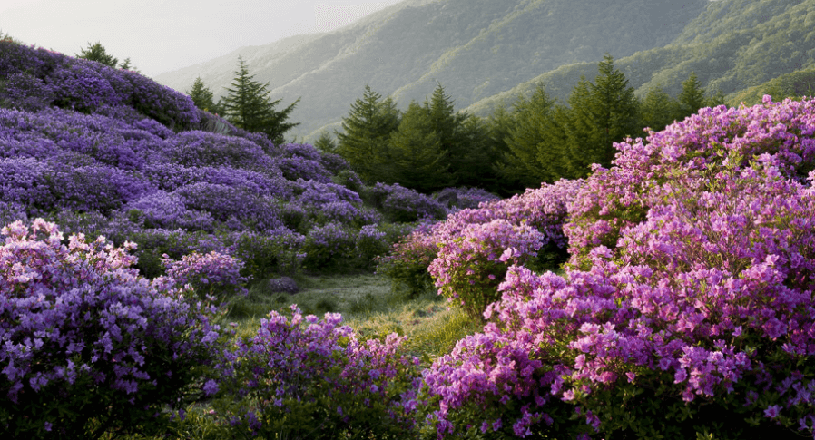 운봉-바래봉-축제