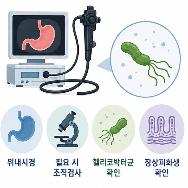 위축성 위염에서 위내시경과 조직검사, 헬리코박터균 및 장상피화생 확인이 중요함을 안내한 이미지