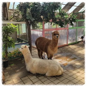 자연 속 동물 친구들과 함께 노는 시간! 대관령주주파크