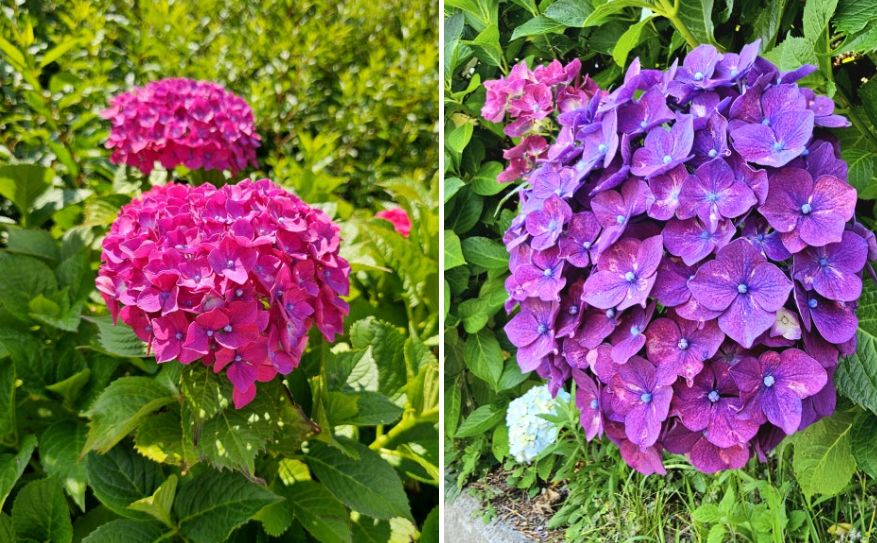 6월, 수국이 물든 바다 마을 - 통영 연화도 수국 여행 총정리