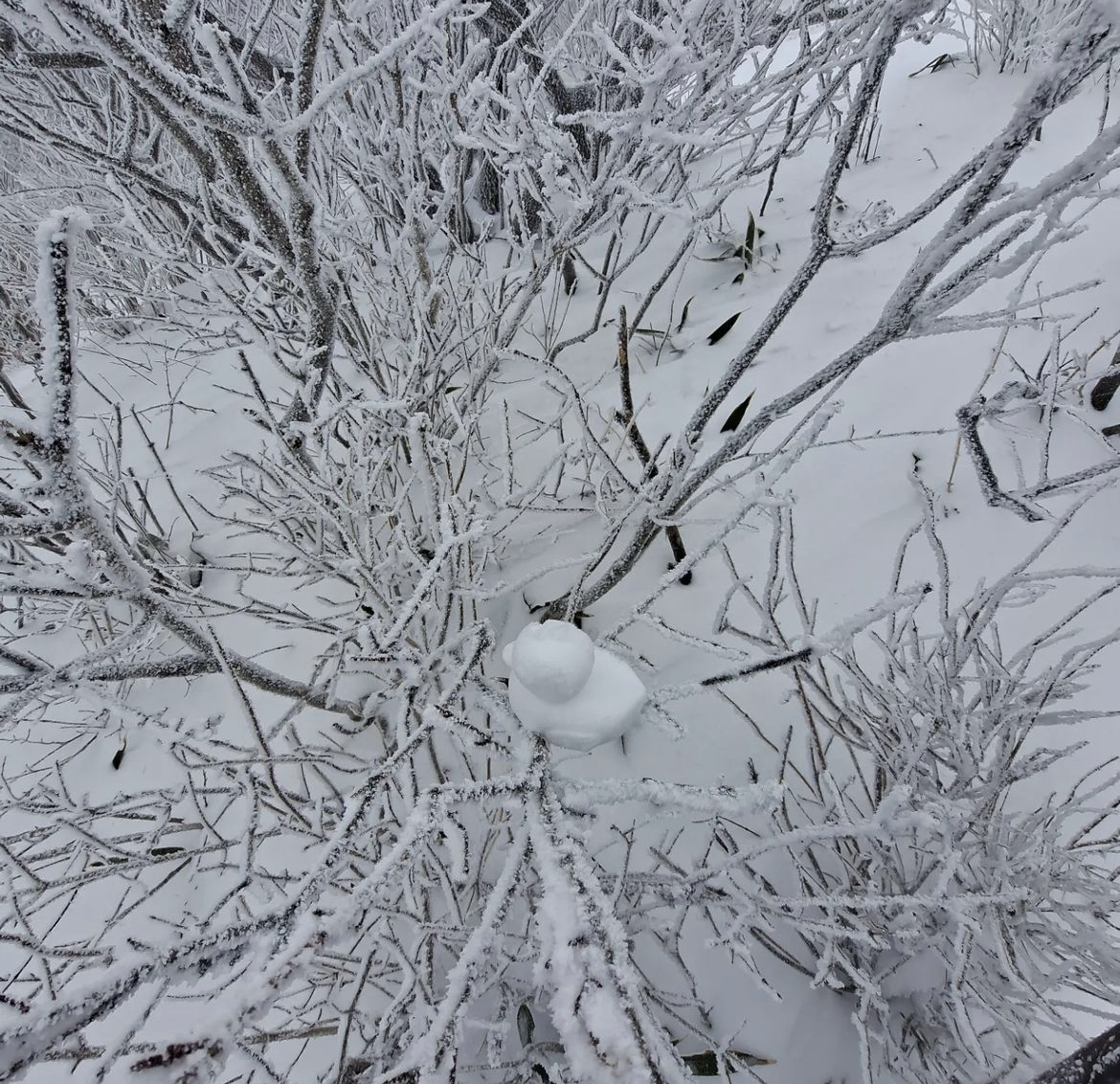덕유산 눈오리