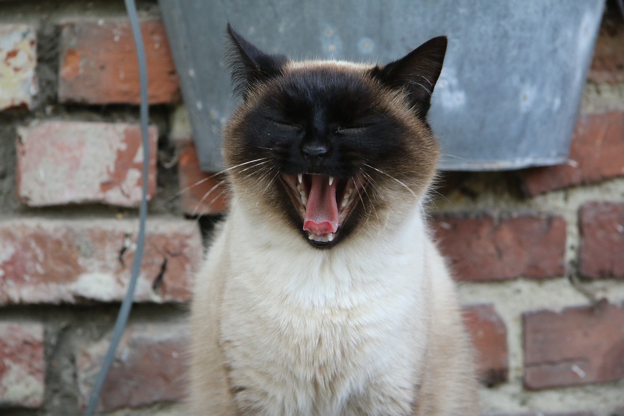Siamese4