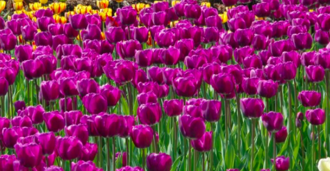 Negrita Tulip