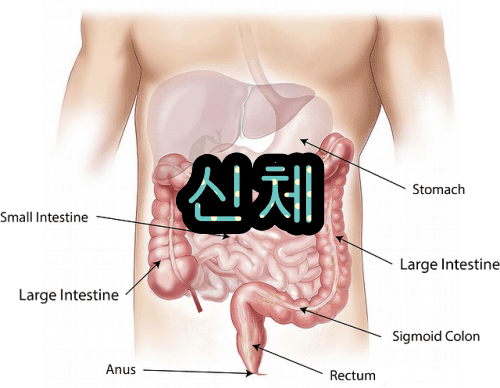 음식물 소화시간