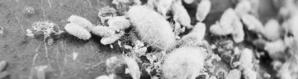 깍지벌레 없애는법: 퇴치법