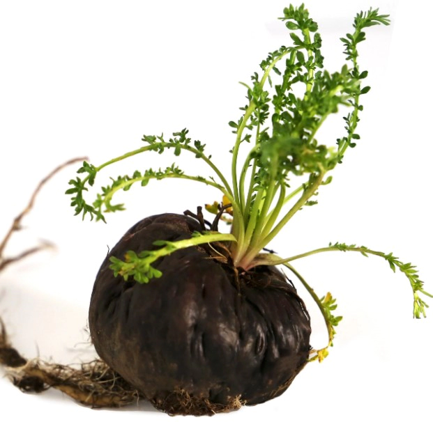 블랙마카 효능 부작용