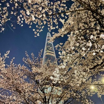 석촌호수-야경-벚꽃