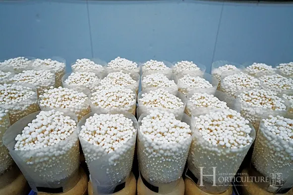 팽이버섯 재배 저온 관리 병해 예방 깔끔한 세척_2