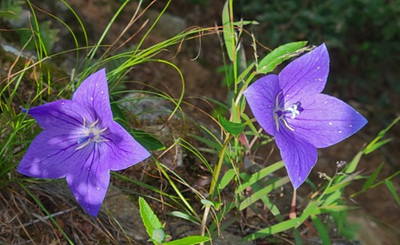 보라색 도라지 사진