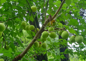 매실장아찌 담는법