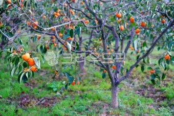 감 재배 탄저병 방제 가지 치기 저장 요령_8