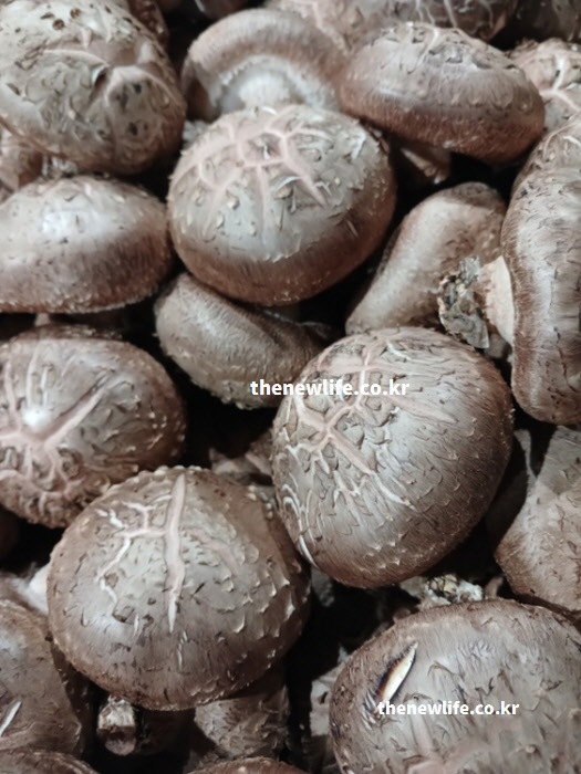 피부 트러블 완화하고 독소 배출하는 표고버섯 효능
