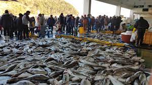 제 16회 거제 대구 수산물 축제