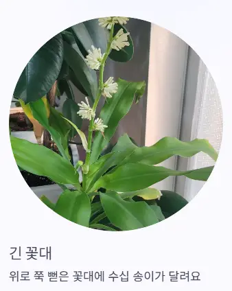 긴 꽃대