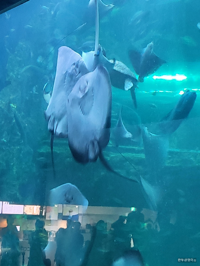 아쿠아플라넷 여수