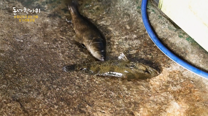 쏘가리