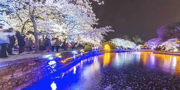 2025 석촌호수 벚꽃축제