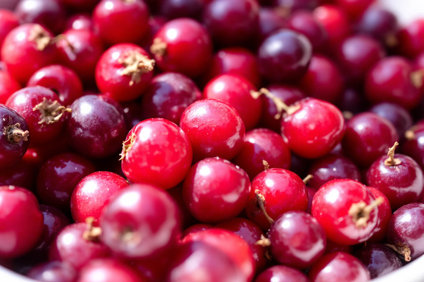 오미자 사진입니다.