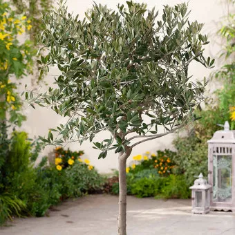 올리브 나무 키우는법 5가지 치명적 실수와 해결책 총정리를 안내_7