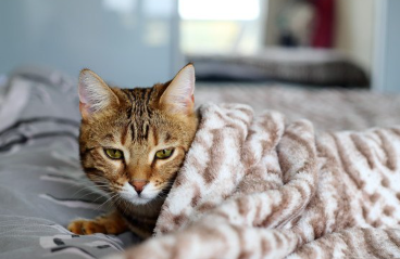 이불에 돌돌 말린 기사 고양이.