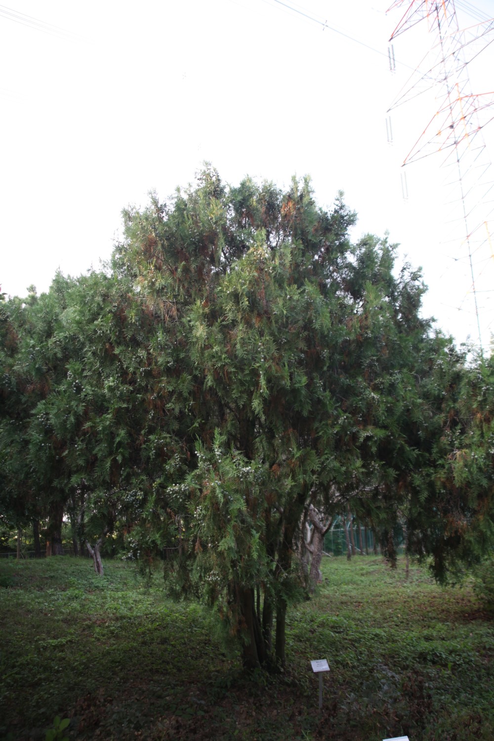 측백나무 종류와 가격