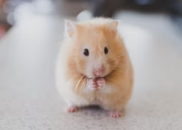 12간지 동물순서 시간 12간지 나이 뜻