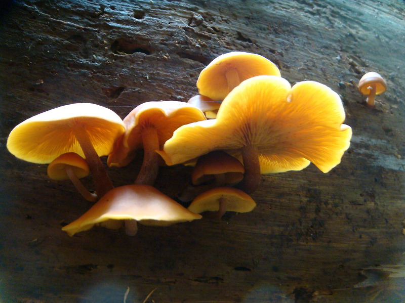 솔미치광이 버섯