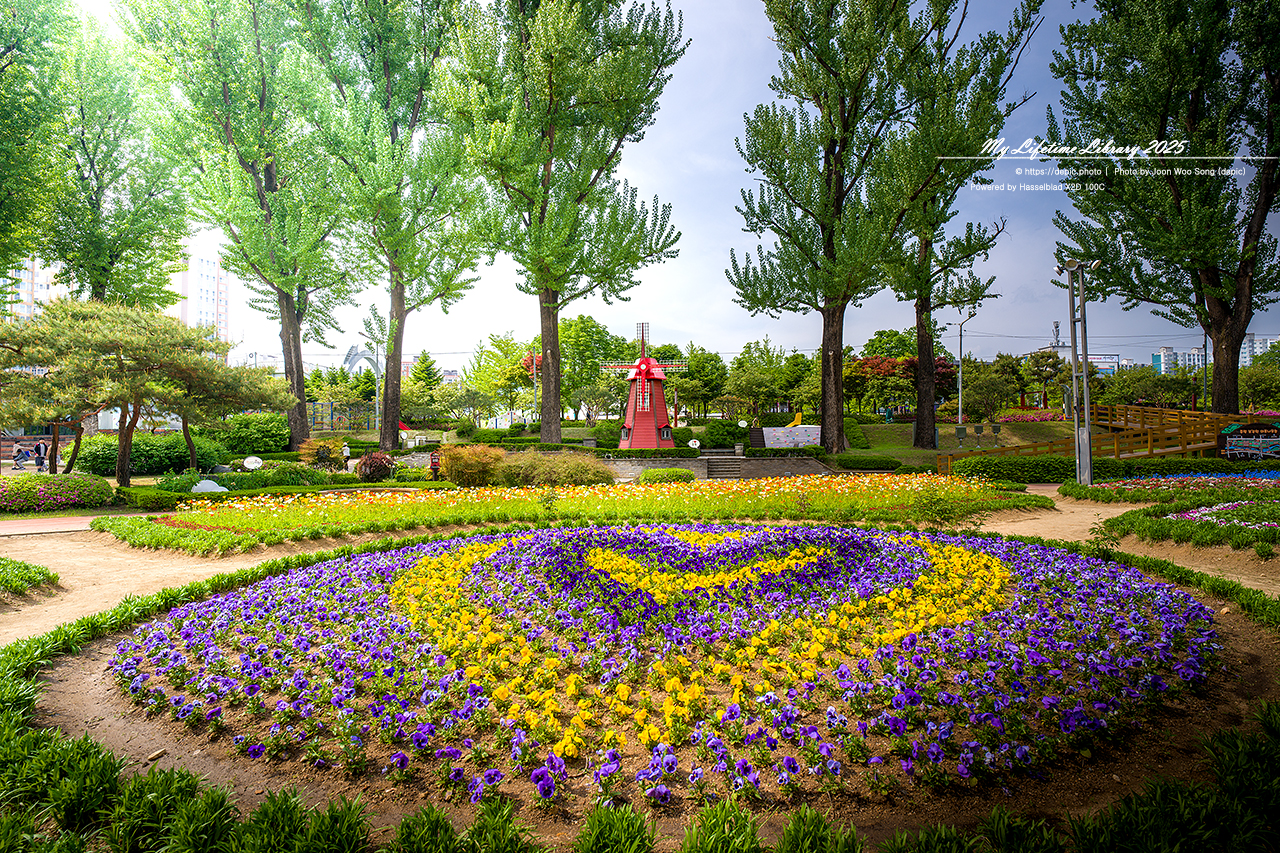 #꽃 #공원 #증평 #보강천 #미루나무숲