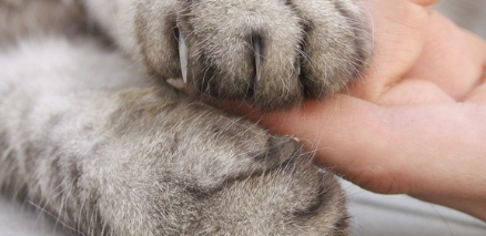 손톱이 나와 있는 고양이의 손과 사람의 손가락.