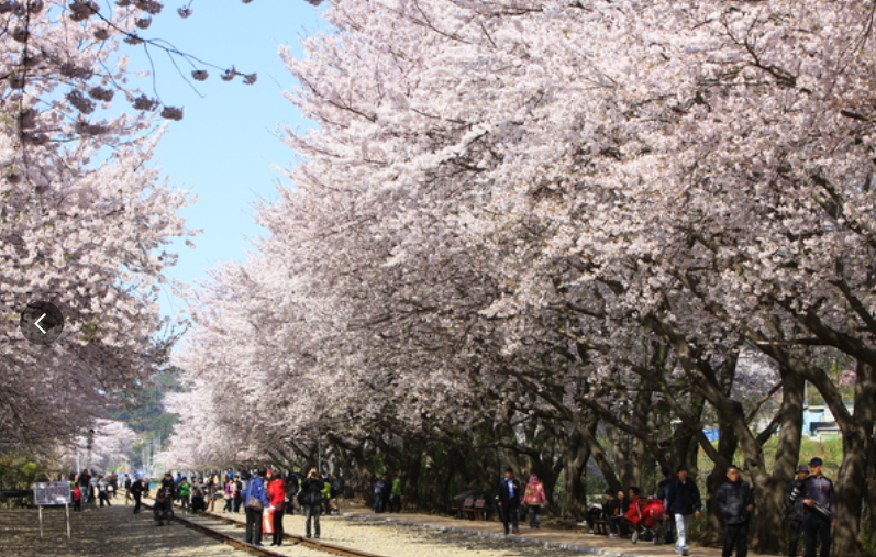 군함제-경화역-벚꽃길
