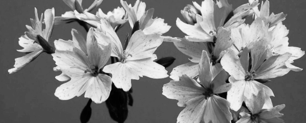 제라늄 종류: 스텔라 제라늄 (펠라고늄)