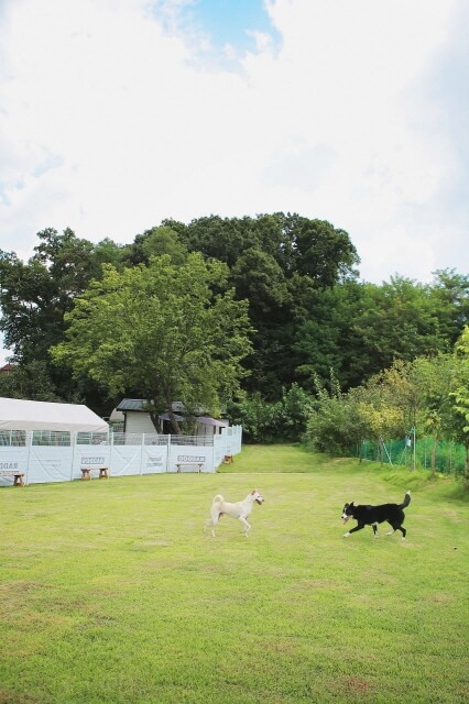 성남 반려견 카페 추천 BEST 5 : 분당&middot;판교 강아지 동반 카페 총정리