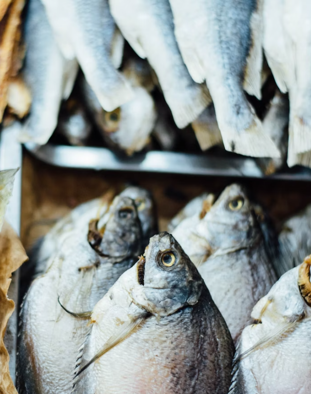 냉동생선보관기간