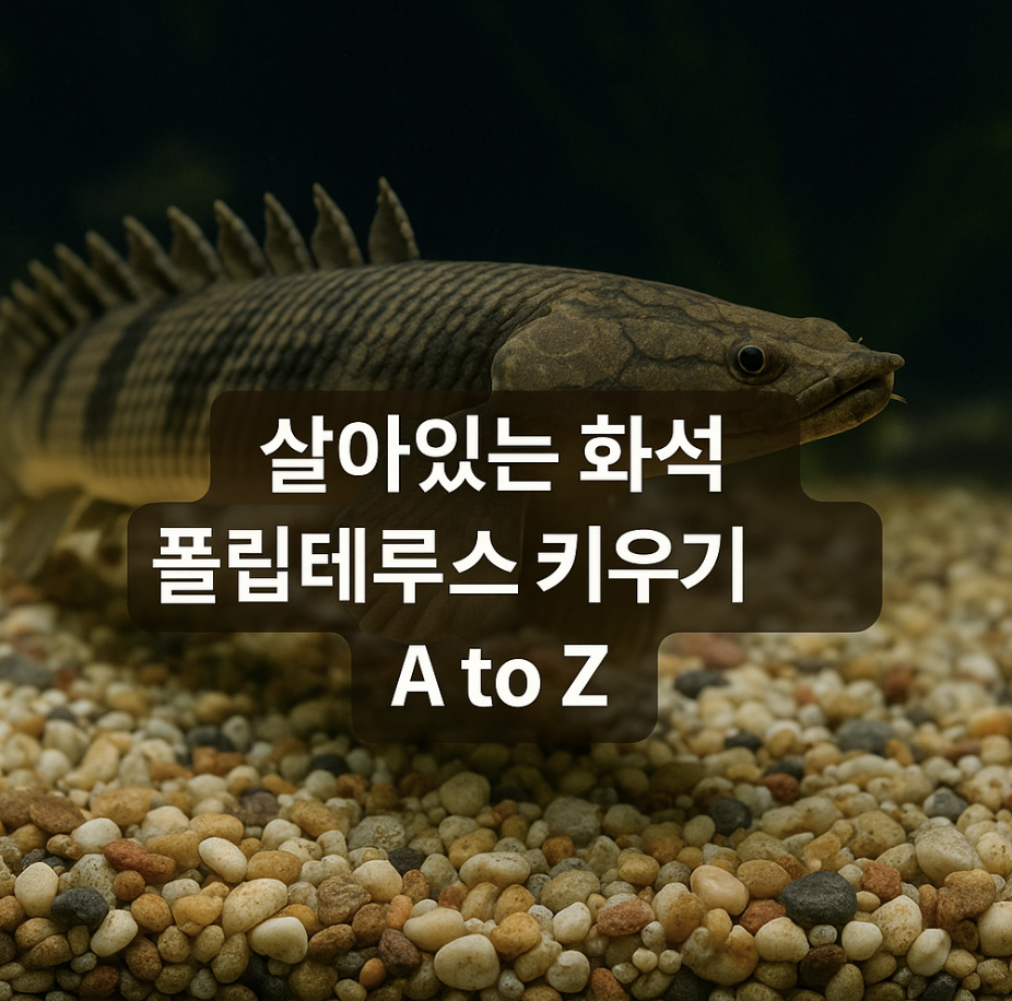 살아있는 화석 폴립테루스 키우기 A to Z