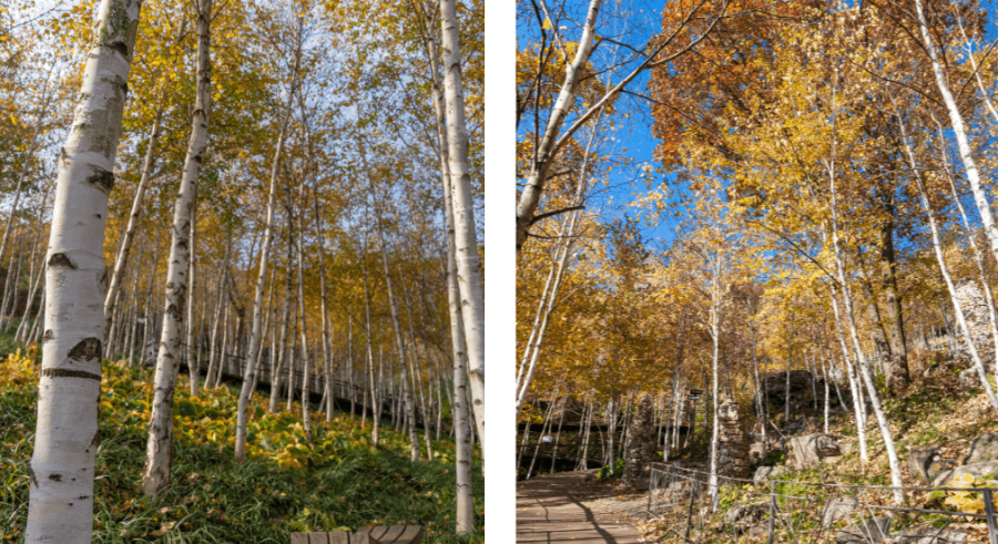 2025 화담숲 예약 방법