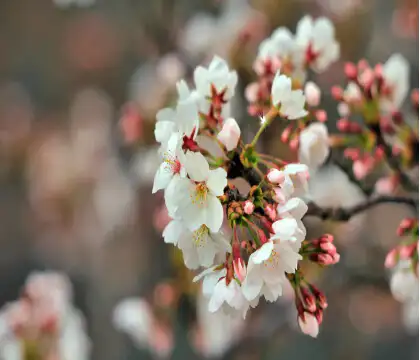 놀러갈만한곳-벛꽃축제