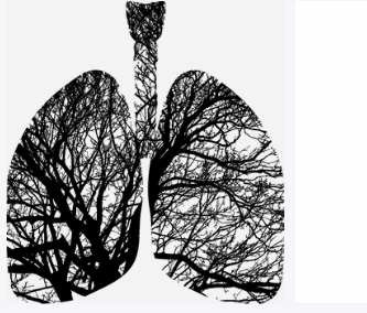 폐섬유증 초기증상과 폐에 좋은 음식4