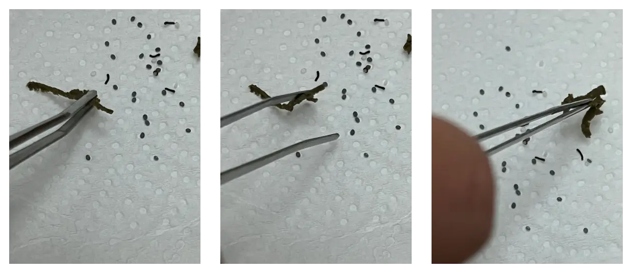 누에 알에서 부화까지, 알 관리법