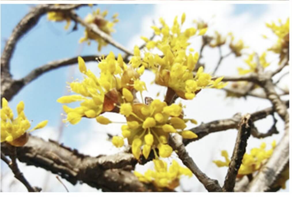 새콤달콤한 열매