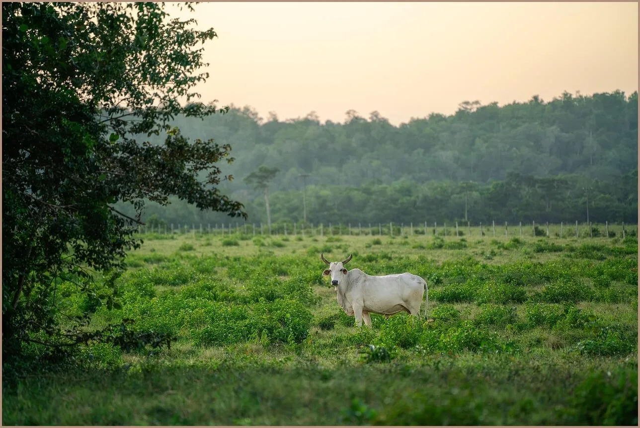 국민은행 정기예금 금리