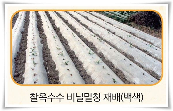 비타민 B, 철분, 식이 섬유가 풍부한 옥수수 재배하기!