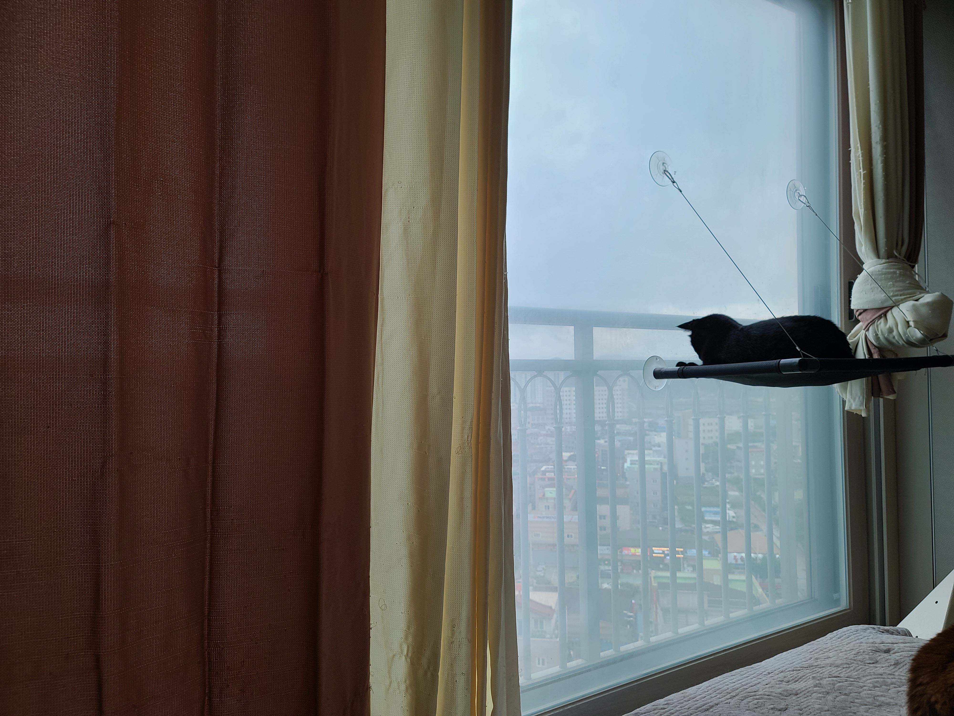 창문 해먹 위에서 창밖을 구경하는 올블랙고양이 건이.(feat.건이의 쫑알쫑알)