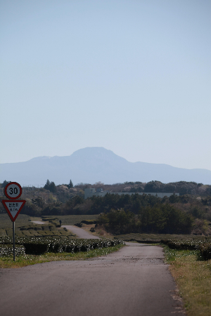 제주숨은벚꽃명소