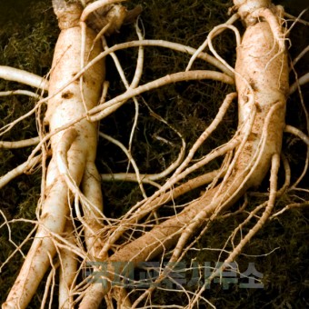 손발저림에 좋은 약초 인삼