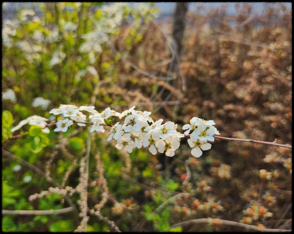 이팝&middot;조팝나무: 봄마다 느껴보는 이팝&middot;조팝나무 궁금증